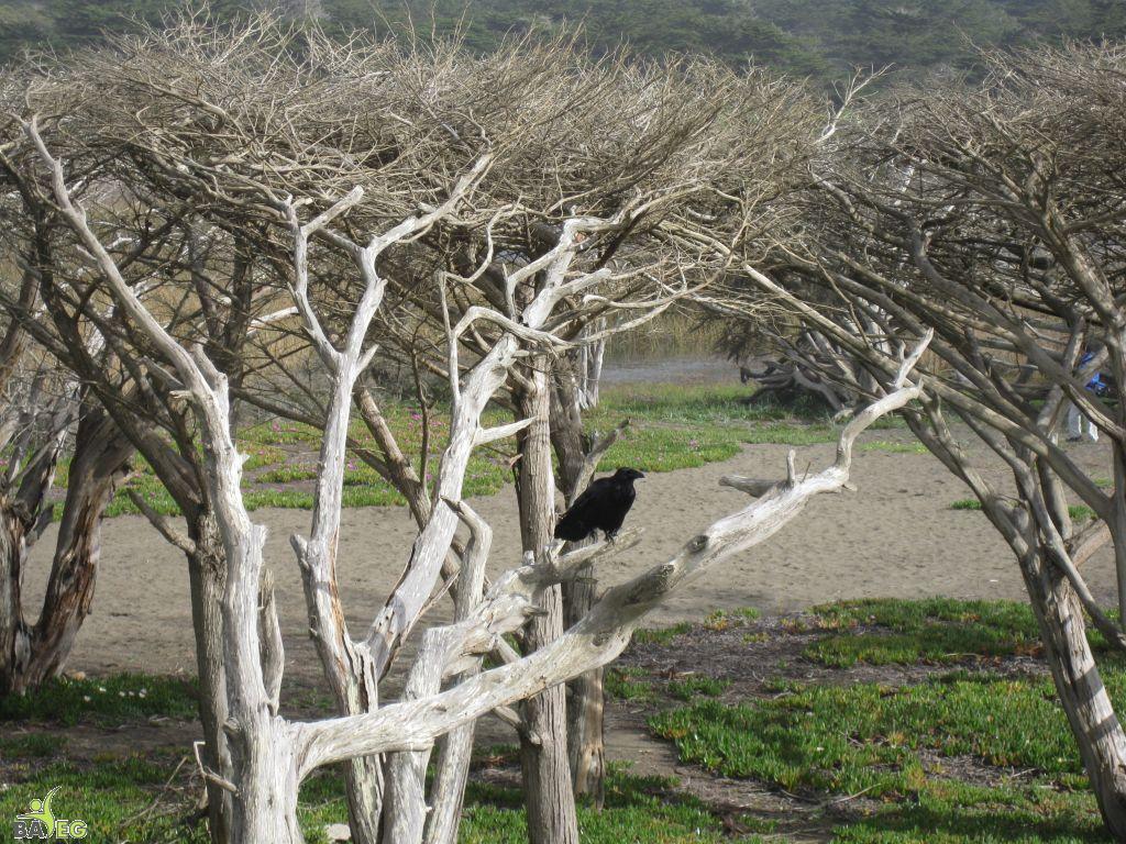 Sharp Park beach view