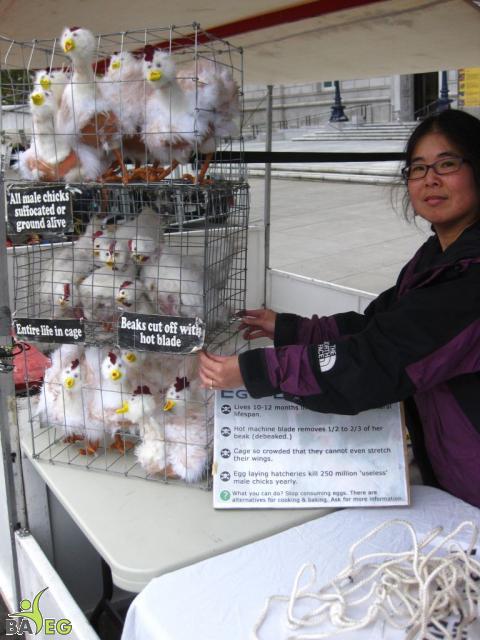 Tammy adjusting the display of the battery caged hens