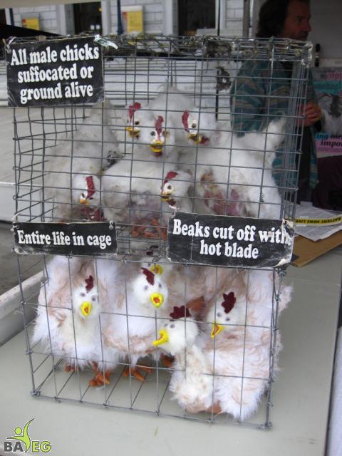 Top cage is our existing display, bottom is the new one that we bought.  