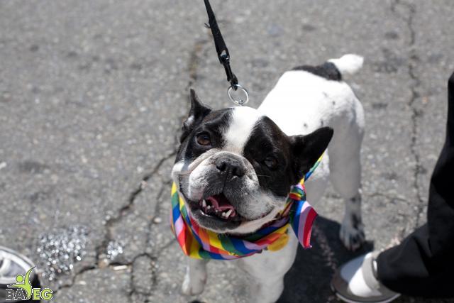 Canine visitor - BAVeg Outreach booth - LBGT Pride 2010 