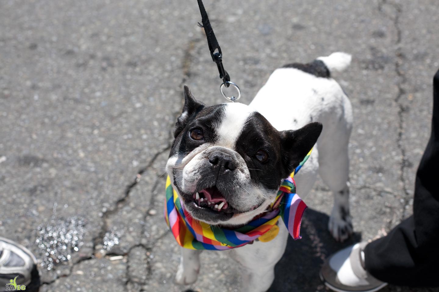 Canine visitor - BAVeg Outreach booth - LBGT Pride 2010 