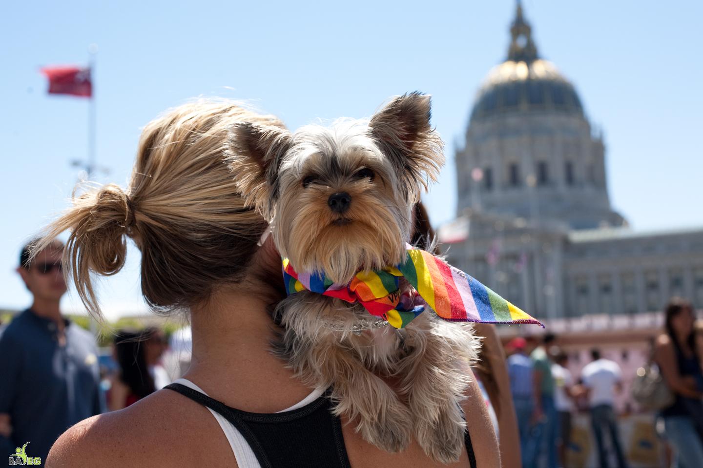 Canine visitor - BAVeg Outreach booth - LBGT Pride 2010 