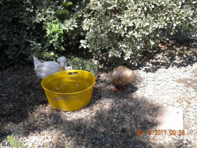 Ducks decide on a sip or a swim