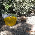 Ducks decide on a sip or a swim