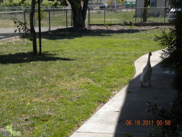 Taking a stroll around Harvest Home.