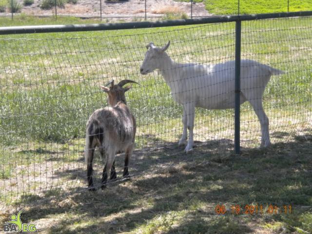 Goats hangin' out