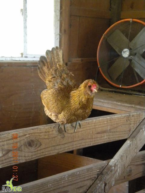 Interesting chicken