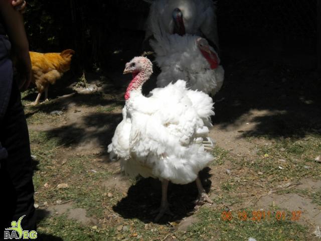 Who are you calling turkey, turkey?