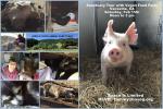 Herd & Flock Animal Sanctuary Tour - February 14