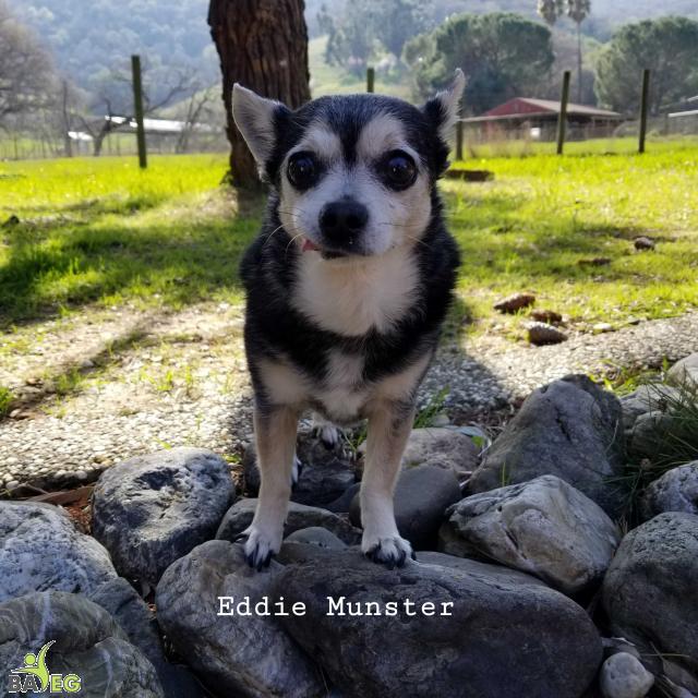 Eddie Munster