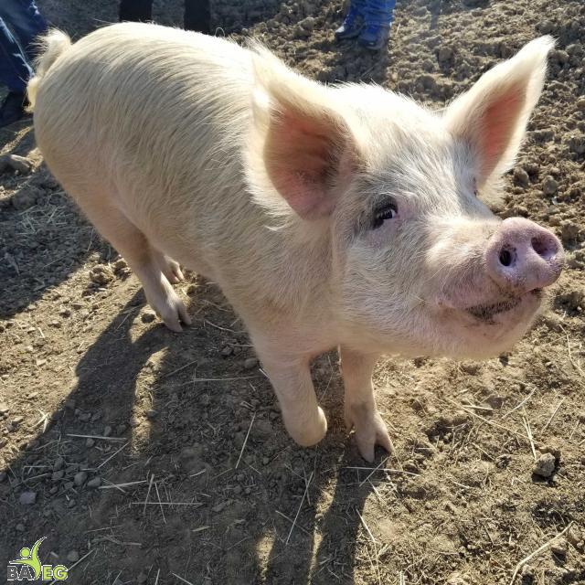 Pigs are smart & social, and know how to look hungry