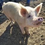 Pigs are smart & social, and know how to look hungry