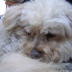 Fred, a cute, cuddly, quiet Lhasa Apso/Poodle mix)