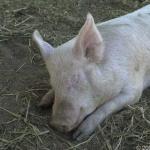Peggy Sue