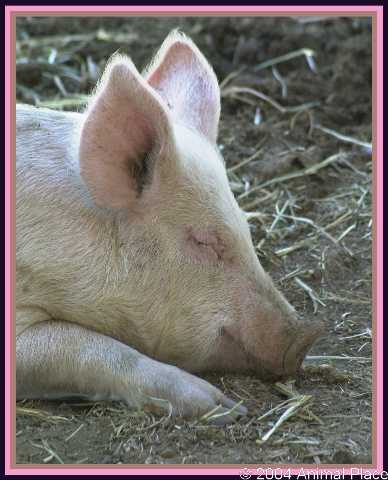 Peggy Sue