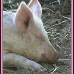 Peggy Sue