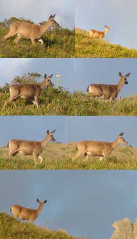 Deers 1.jpg