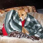 8171 Willow's bed__.jpg