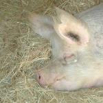 Farm Sanctuary 2003