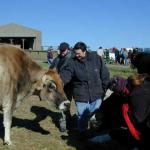 Chris & Regina between bovine friends
