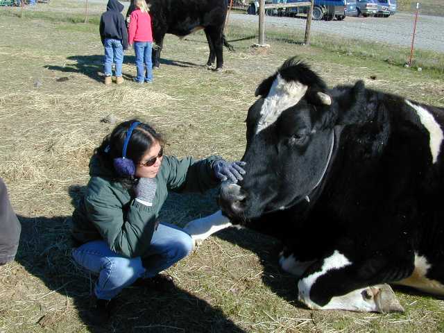 Cows are huge!