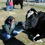 Cows are huge!