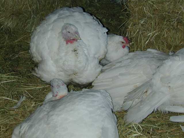 DSCN7653.jpg