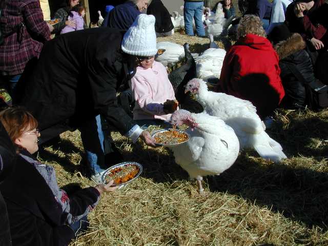The feeding of the turkeys
