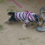 Doggone Fun Run 2003