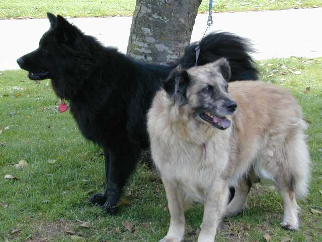 Some canine members ;-)