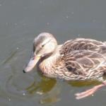 VFPs .. where Ducks are Friends, not Food.