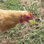 IMG_3048-closeup.jpg
