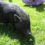 Animal Place Visit