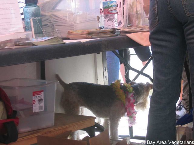 A four-legged friend visit our table