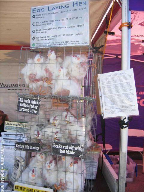 Battery Cages