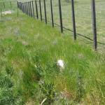 Chicken in the tall grass
