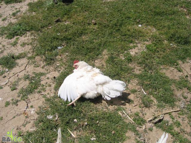 Dust bathing chicken