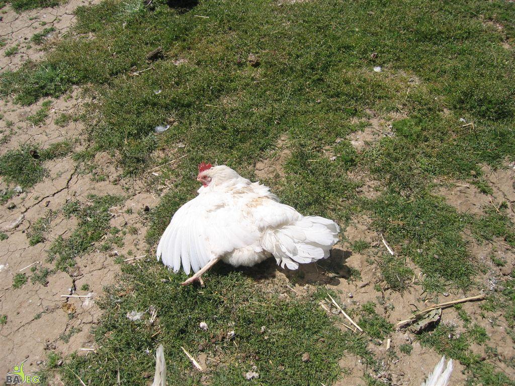 Dust bathing chicken