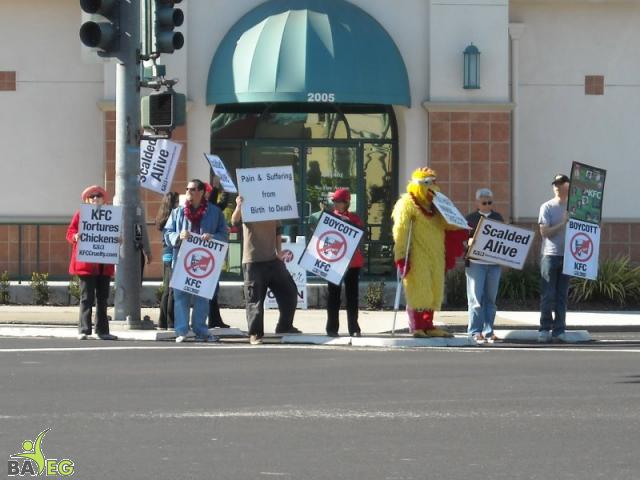 Protesting KFC Cruelty - Boycott KFC