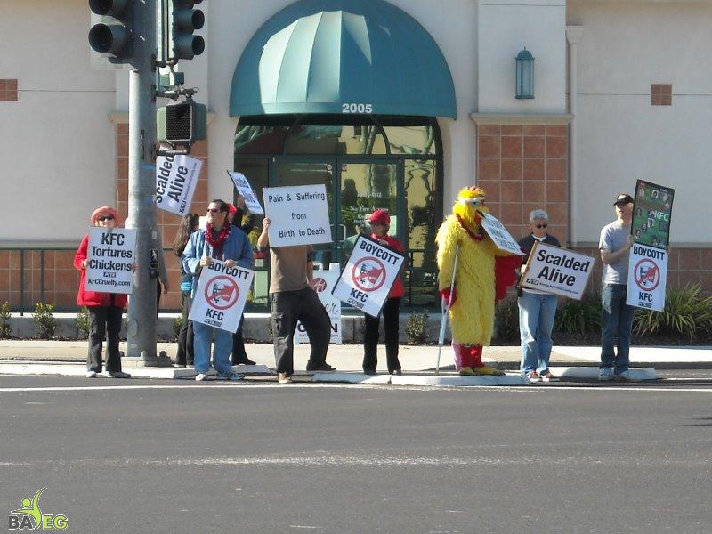 Protesting KFC Cruelty - Boycott KFC