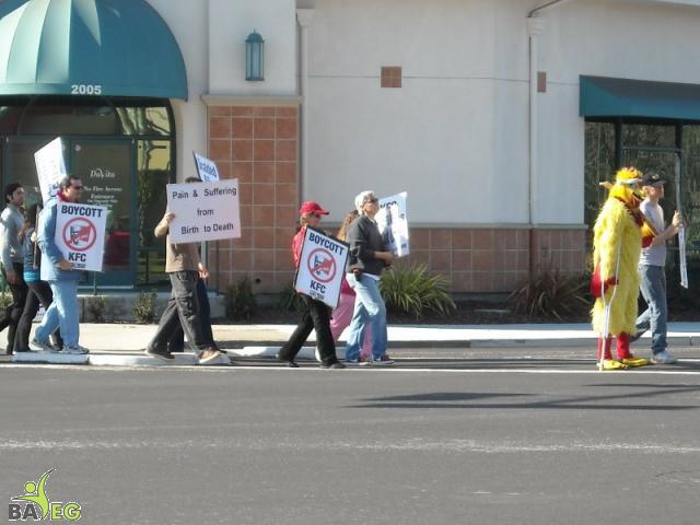Protesting KFC Cruelty - Boycott KFC