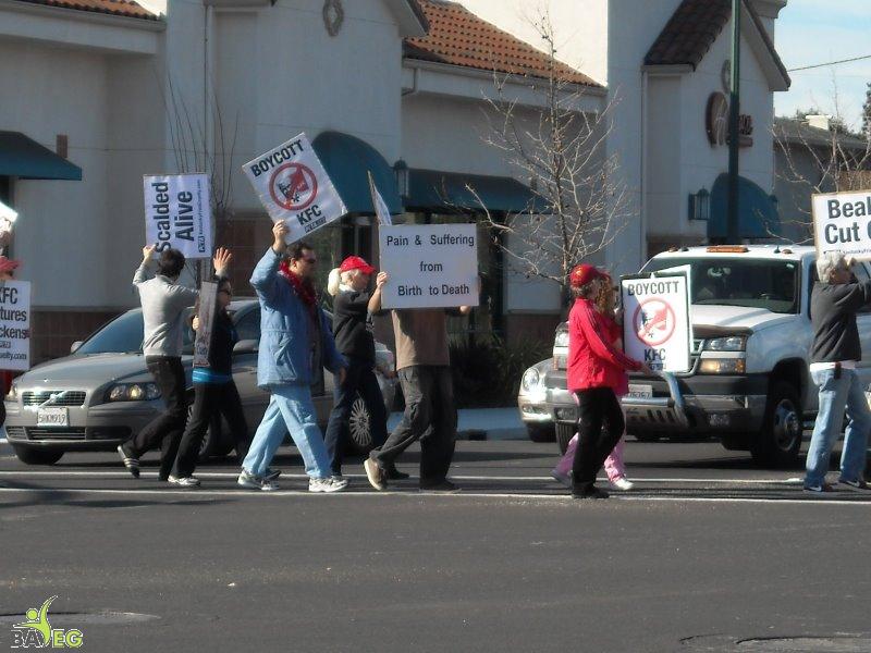 Protesting KFC Cruelty - Boycott KFC