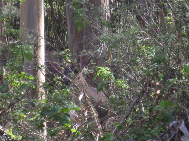 Deer camoflauged at San Pedro Valley Park, Pacifica
