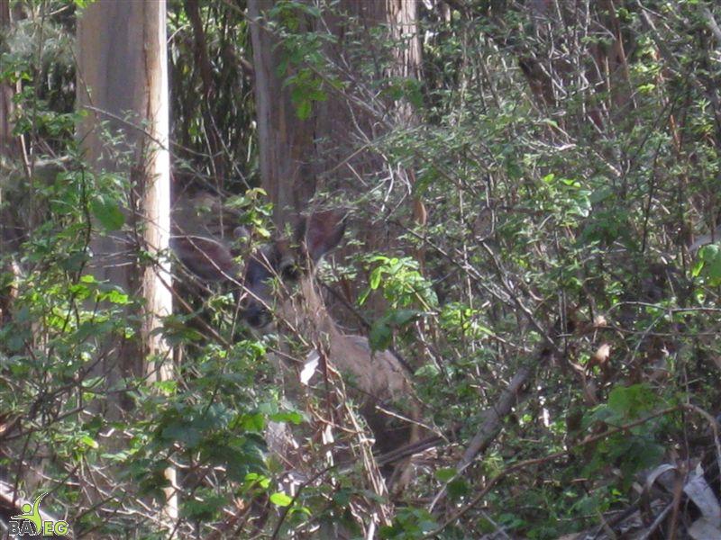 Deer camoflauged at San Pedro Valley Park, Pacifica