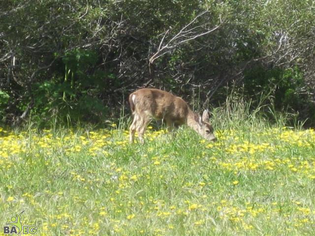 Deer at San Pedro Valley Park, Pacifica