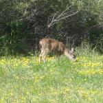 Deer at San Pedro Valley Park, Pacifica