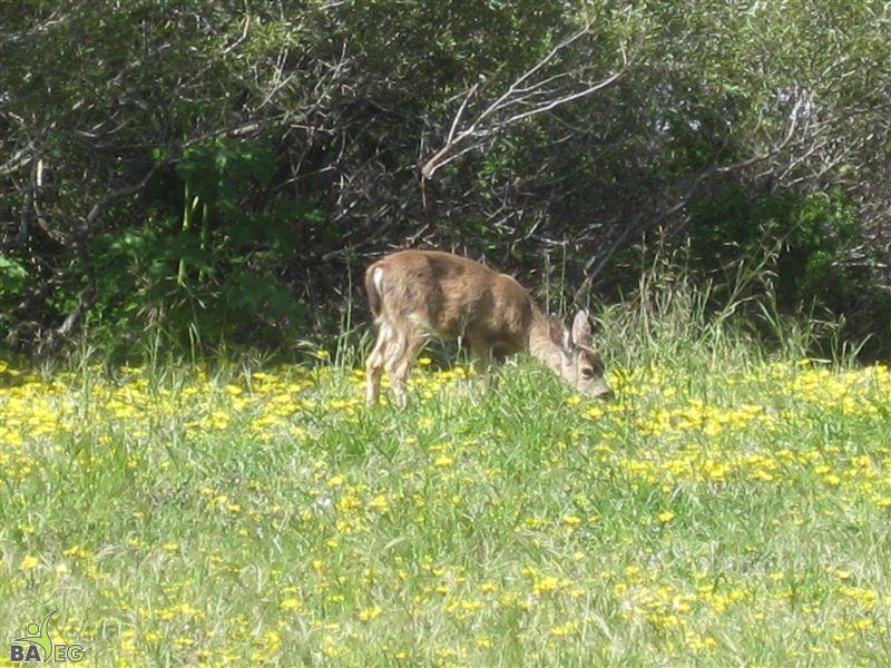 Deer at San Pedro Valley Park, Pacifica