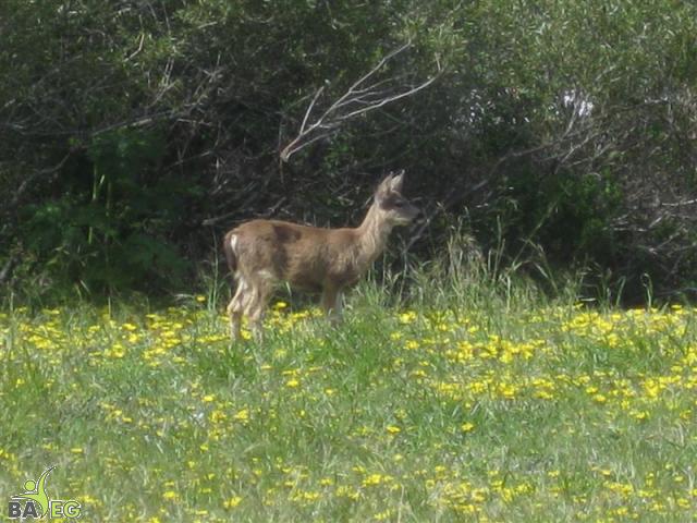 Deer at San Pedro Valley Park, Pacifica