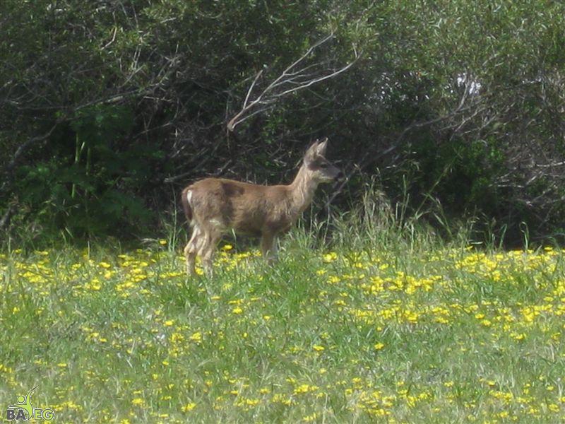Deer at San Pedro Valley Park, Pacifica