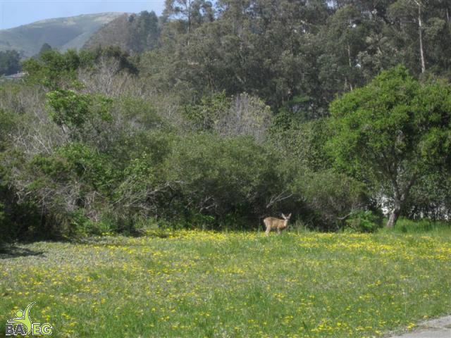 Deer enjoying sun and grass at San Pedro Valley Park, Pacifica